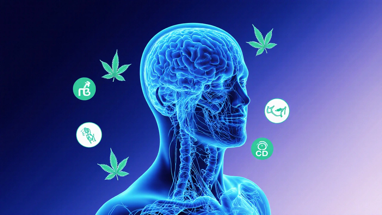 Glowing human nervous system s interakcemi CBD molekul s receptory v mozku a trávicím traktu.
