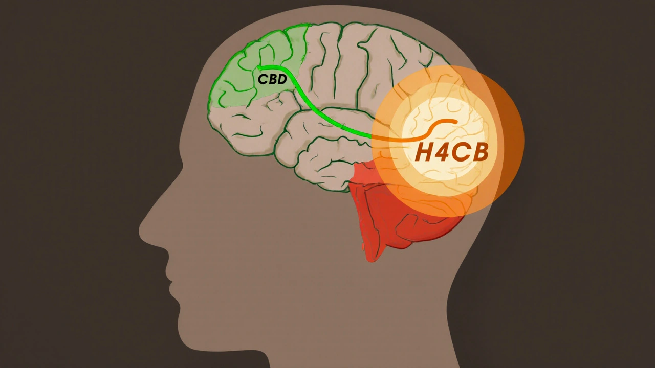 Ilustrace mozku s porovnáním účinků CBD a H4CBD na nervové receptory.